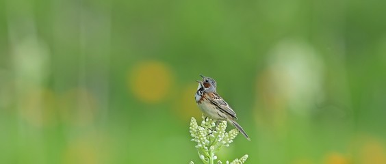 コバイケソウの上でさえずるホオアカ＠サロベツ湿原、北海道