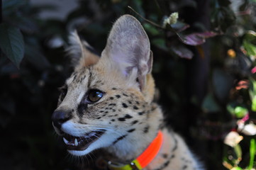 Pet Serval cat (Leptailurus Serval)
