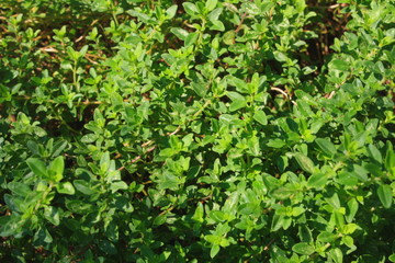 Obraz premium green leaves background