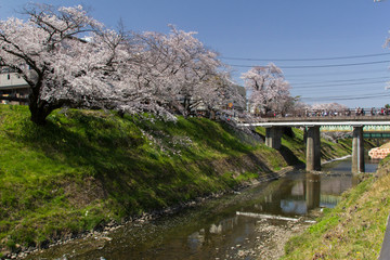 新境川の桜並木／岐阜県各務原市