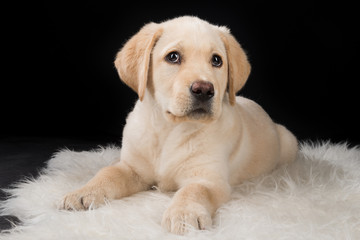 Close up studio portrait of a puppy Labrador dog, looking playfully at the camera