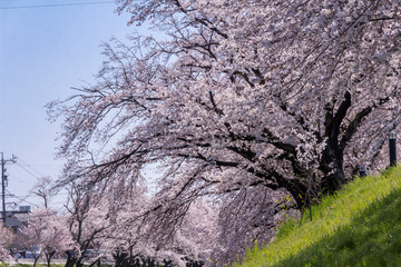 新境川の桜並木／岐阜県各務原市