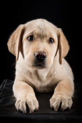 Studio portrait of a Labrador puppy dog looking curiosly at the camera