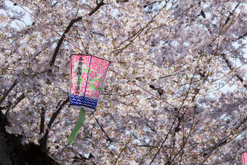 新境川の桜並木／岐阜県各務原市