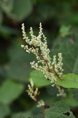 Japanese knotweed flowers / Japanese knotweed are perennials native to Japan that are used for wild vegetables and have medicinal effects.