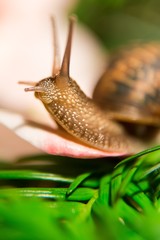 Close up of a snail crawling on pale rose petal against a bokeh background