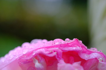 Fototapeta premium pink lotus with water drops