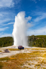 Young Bison Grazes as Old Faithful Geyser Erupts at Yellowstone National Park - 291075792
