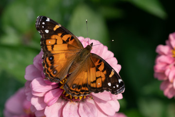 American Lady Butterfly