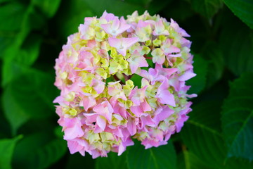 Pink heads of hydrangea flowers