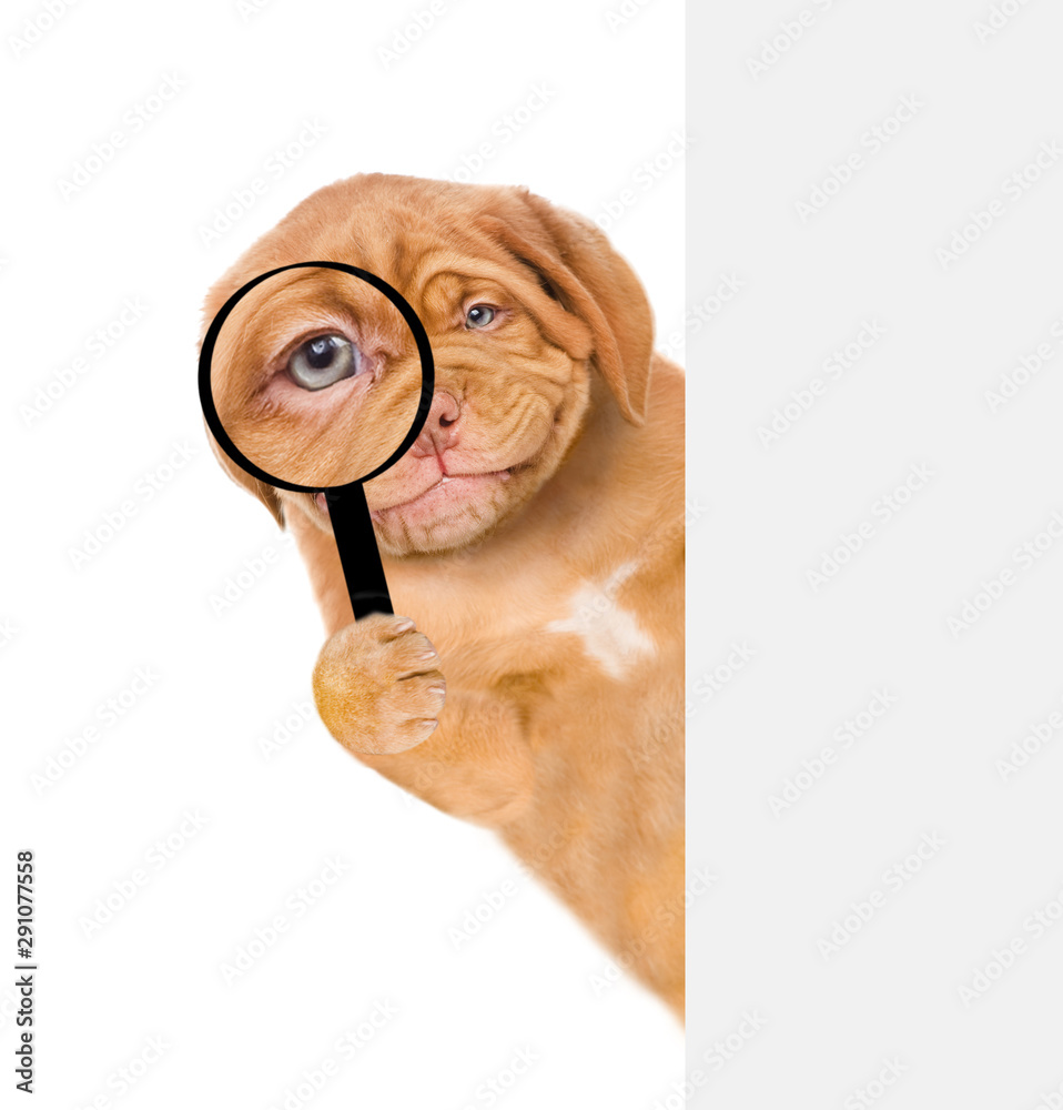 Poster smiling puppy looks through a magnifying lens. isolated on white background
