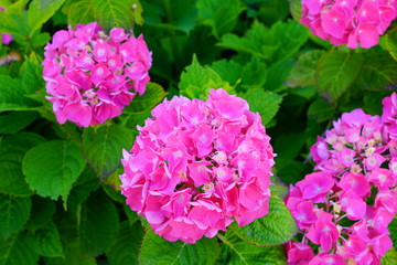 Pink heads of hydrangea flowers