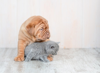 Mastiff puppy embracing kitten on the floor at home
