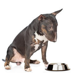 Miniature bull terrier dog sitting with empty bowl. isolated on white background