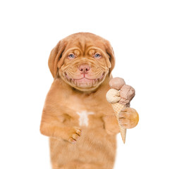 Smiling puppy ice cream. isolated on white background