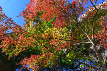 妙義山の第一石門とイロハモミジの紅葉