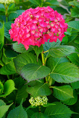 Pink heads of hydrangea flowers