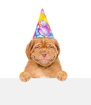 Smiling puppy in birthday hat above white banner. isolated on white background