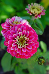 Colorful pink zinnia flowers in summer