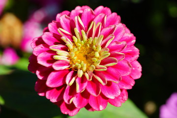 Colorful pink zinnia flowers in summer