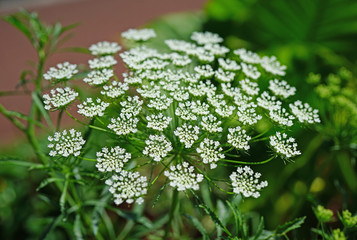 White flower clusters of Queen Anne’s Lace wild carrot (Daucus Carota) frowing in the garden