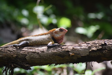 lizard on tree