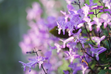 Lavender Spur Flower pueple flower at outdoor under sunlight 