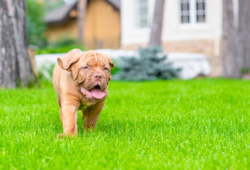 Happy Bordeaux Mastiff puppy running through the green summer grass