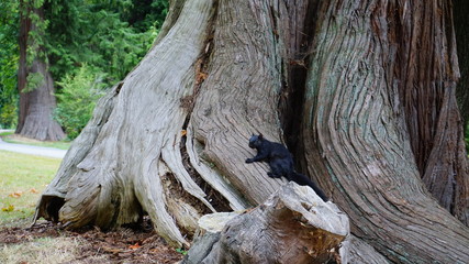 Watchful Black squirrel on the big and huge tree.