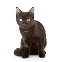 Black cat sitting in front view and looking at camera. isolated on white background