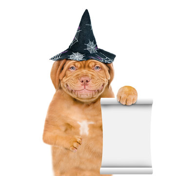 Smiling puppy with hat for halloween and empty list. isolated on white background