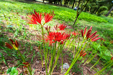 樹木公園の彼岸花