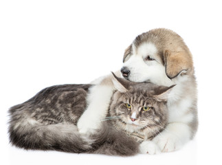 Cute Alaskan malamute puppy embracing adult maine coon cat. isolated on white background