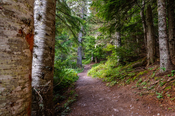 Trail of the Cedars, Avalanche Creek, and Avalanche Lake in Glacier National Park, Montana