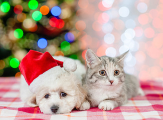 Fototapeta na wymiar Bichon frise puppy in red santa hat and kitten with Christmas tree on a background