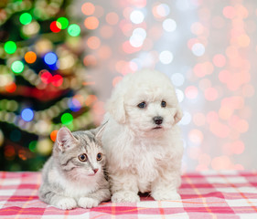 Bichon frise puppy and cute kitten with  Christmas tree on a background