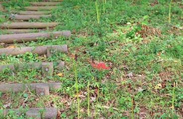 秋　彼岸花　階段　風景　杤木