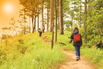 Tourists walking on roads in pine forests in autum