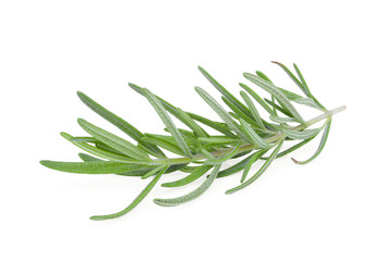 Fototapeta premium fresh rosemary isolated on white background