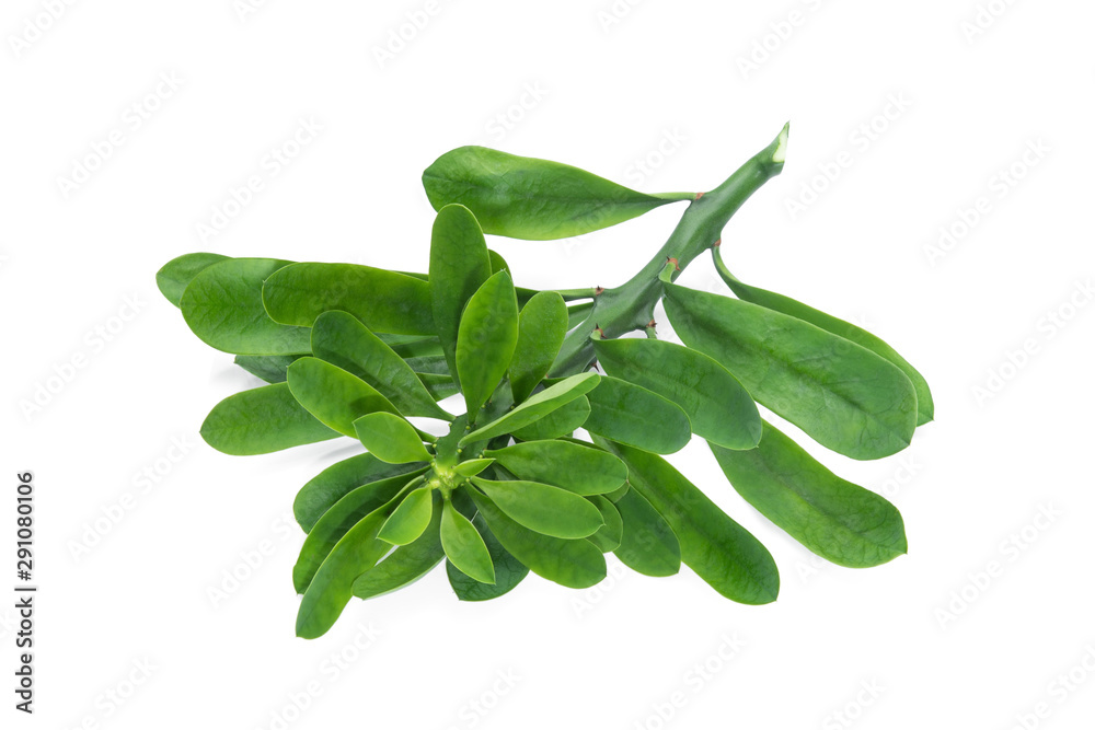 Wall mural euphorbia neriifolia or sehund isolated on white background, tropical herbs