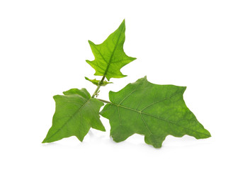 eggplant leaf isolated on white background