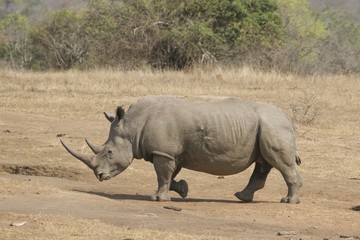 Wild African White Rhino, beautiful adult white Rhino at the Umfolozi, South Africa