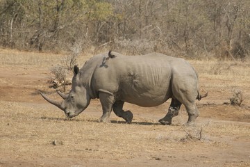 Obraz premium rhinoceros in the wild​ at​ Umfolozi, South​ Africa