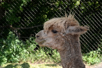Alpaca at the Ostrich Ranch 