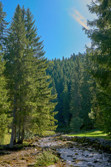 Fototapeta na wymiar Green Pine Forest At Source Du Doubs Mouthe France