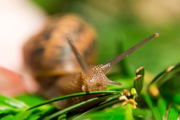 Close up of a snail crawling on green leaves against a bokeh background
