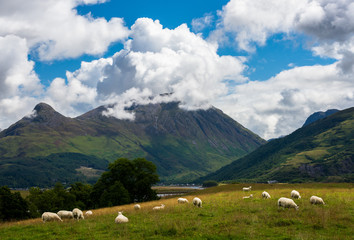 A large flock of sheeps in a peaceful scottish mountain pasture under a blue sky with puffy clouds