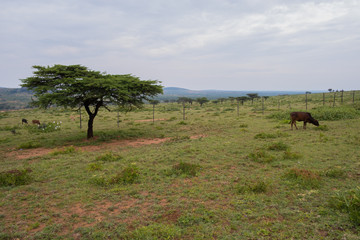 La pianura verde in Kenya 
