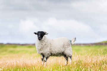A scottish blackface sheep is standing in a pasture under a cloudy sky