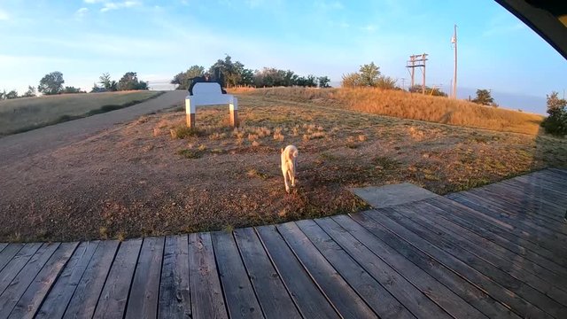 SLOW MOTION - Husky dog walking around in the country without a leach outside a old train station.